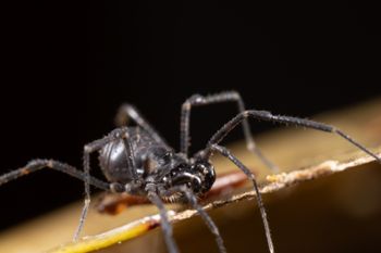 Media type: image;   Invertebrate Zoology 168084 Description: Digital photograph of specimen in life.;